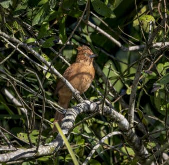 Caatinga Cacholote