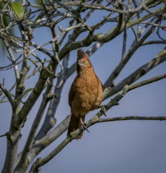 Caatinga Cacholote