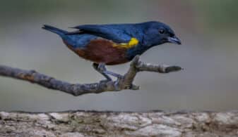 Chestnut-bellied Euphonia