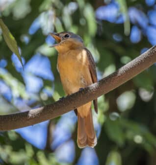 Chestnut-crowned Becard