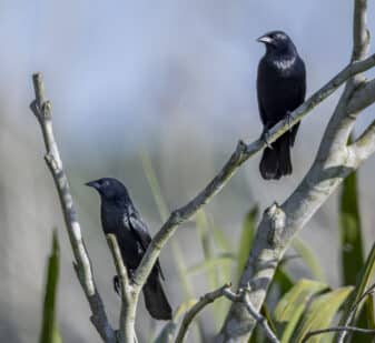 Chopi Blackbird