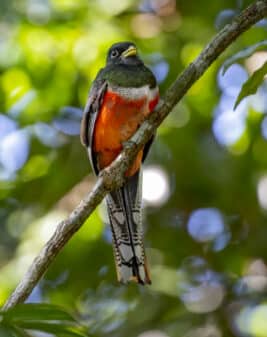 Collared Trogon