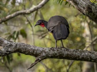 Dusky-legged Guan