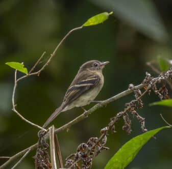 Euler's Flycatcher