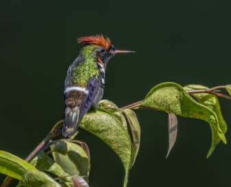 Frilled Coquette