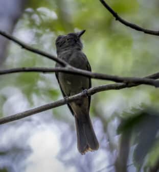 Grayish Mourner