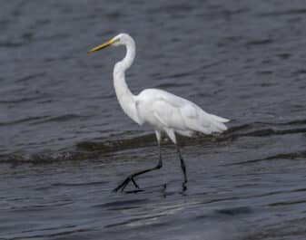 Great Egret