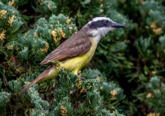 Great Kiskadee