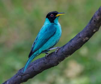Green Honeycreeper