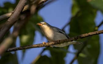 Hooded Tanager