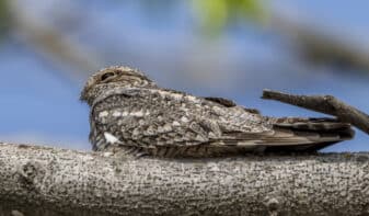 Lesser Nighthawk