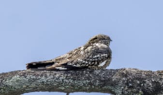 Lesser Nighthawk