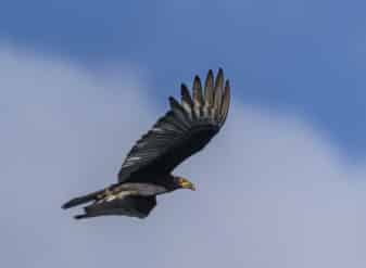 Lesser Yellow-headed Vulture