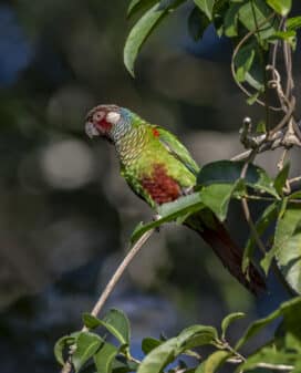 Maroon-faced Parakeet