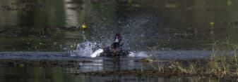 Muscovy Duck