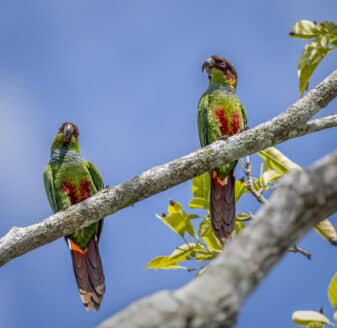 Ochre-marked Parakeet