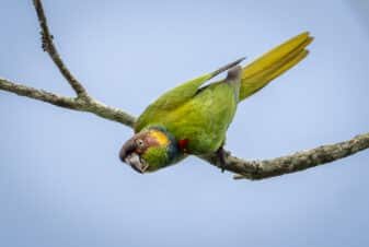 Ochre-marked Parakeet