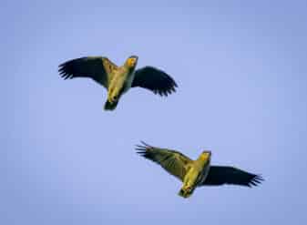 Orange-winged Amazon Parrot