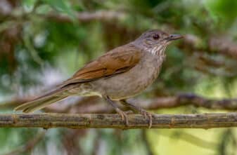 Pale-breasted Thrush