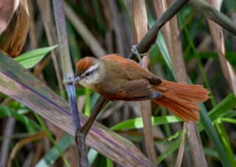 Pallid Spinetail
