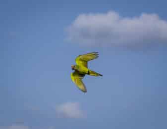 Peach-fronted Parakeet
