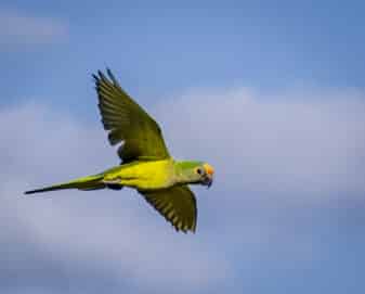 Peach-fronted Parakeet