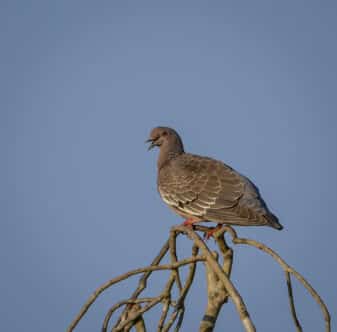 Picazuro Pigeon