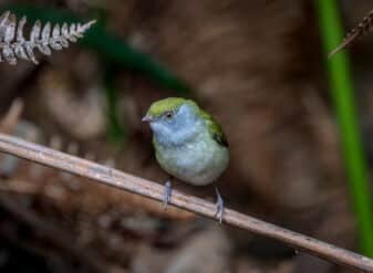 Pin-tailed Manakin