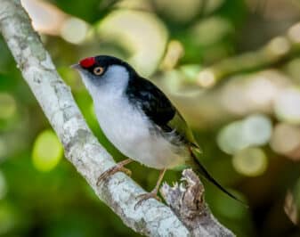 Pin-tailed Manakin