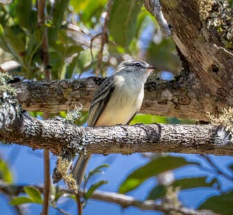 Planalto Tyrannulet