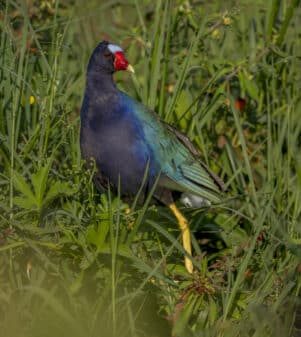 Purple Gallinule
