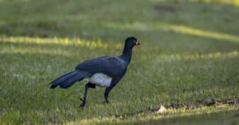 Red-billed Curassow