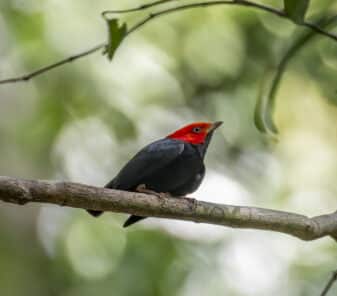 Red-headed Manakin