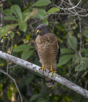 Roadside Hawk