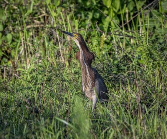 Rufescent Tiger Heron