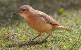 Rufous Hornero