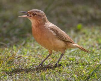 Rufous Hornero