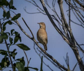Rufous Hornero