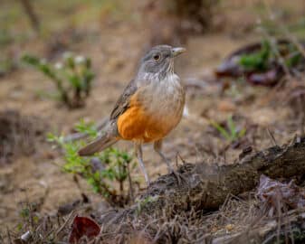 Rufous-bellied Thrush
