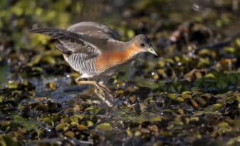 Rufous-sided Crake