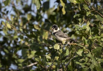 Rusty-collared Seedeater