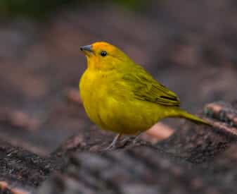 Saffron Finch