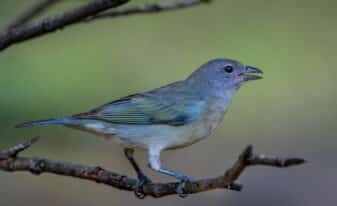 Sayaca Tanager