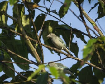 Sayaca Tanager
