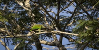 Scaly-headed Parrot
