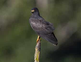 Snail Kite