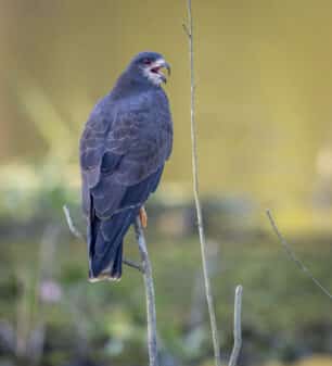 Snail Kite