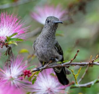 Sombre Hummingbird