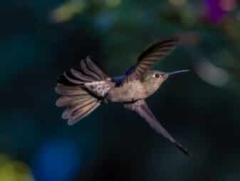 Sombre Hummingbird