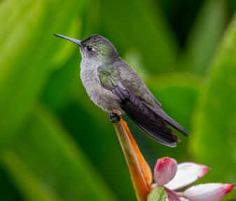 Sombre Hummingbird